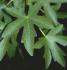 Liquidambar orientalis Liquidambar orientalis